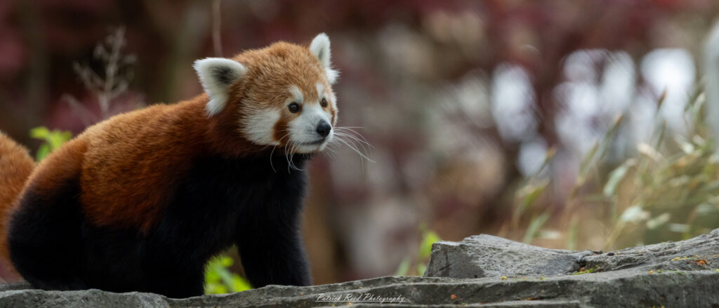 Red panda at the Detroit Zoo resting on a tree branch in natural habitat enclosure